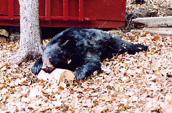 bear taken at Taxis River Outfitters - Great Canadian Whitetail, Moose or Black Bear guided hunts and Salmon Fishing on the Miramichi