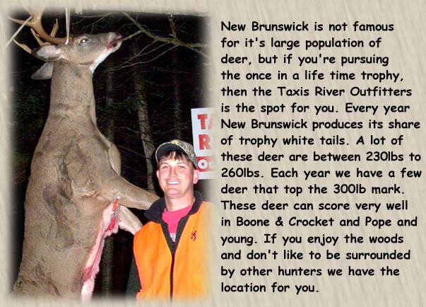  New Brunswick is not famous for it's large population of deer, but if you're pursuing the once in a life time trophy, then the Taxis River Outfitters is the spot for you. Every year New Brunswick produces its share of trophy white tails. A lot of these deer are between 230lbs to 260lbs. Each year we have a few deer that top the 300lb mark. These deer can score very well in Boone & Crocket and Pope and young. If you enjoy the woods and don't like to be surrounded by other hunters we have the location for you.