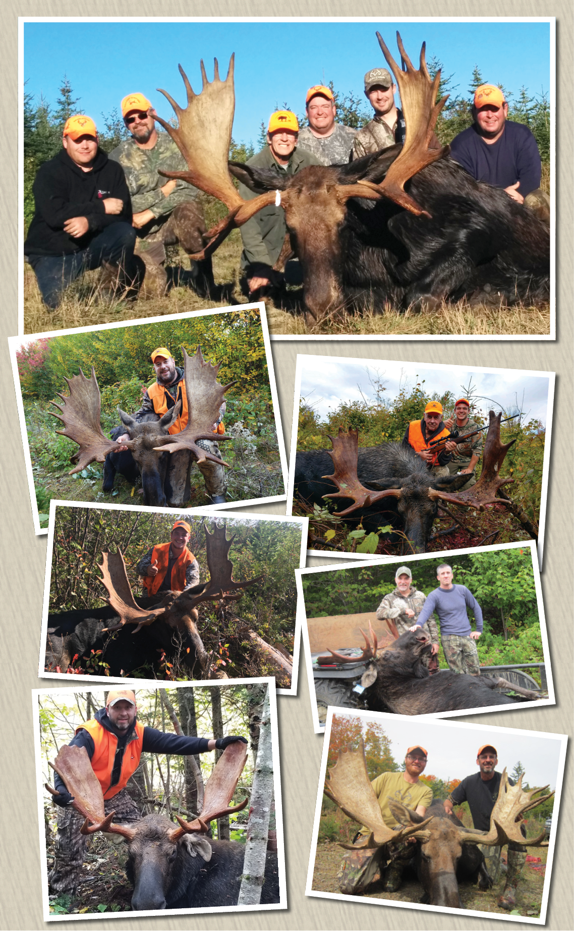 Bull moose tagged at Taxis River Outfitters.