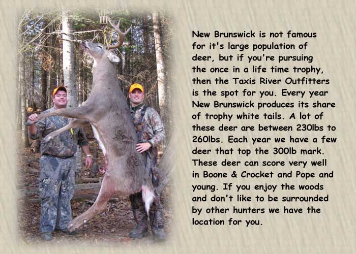  New Brunswick is not famous for it's large population of deer, but if you're pursuing the once in a life time trophy, then the Taxis River Outfitters is the spot for you. Every year New Brunswick produces its share of trophy white tails. A lot of these deer are between 230lbs to 260lbs. Each year we have a few deer that top the 300lb mark. These deer can score very well in Boone & Crocket and Pope and young. If you enjoy the woods and don't like to be surrounded by other hunters we have the location for you.