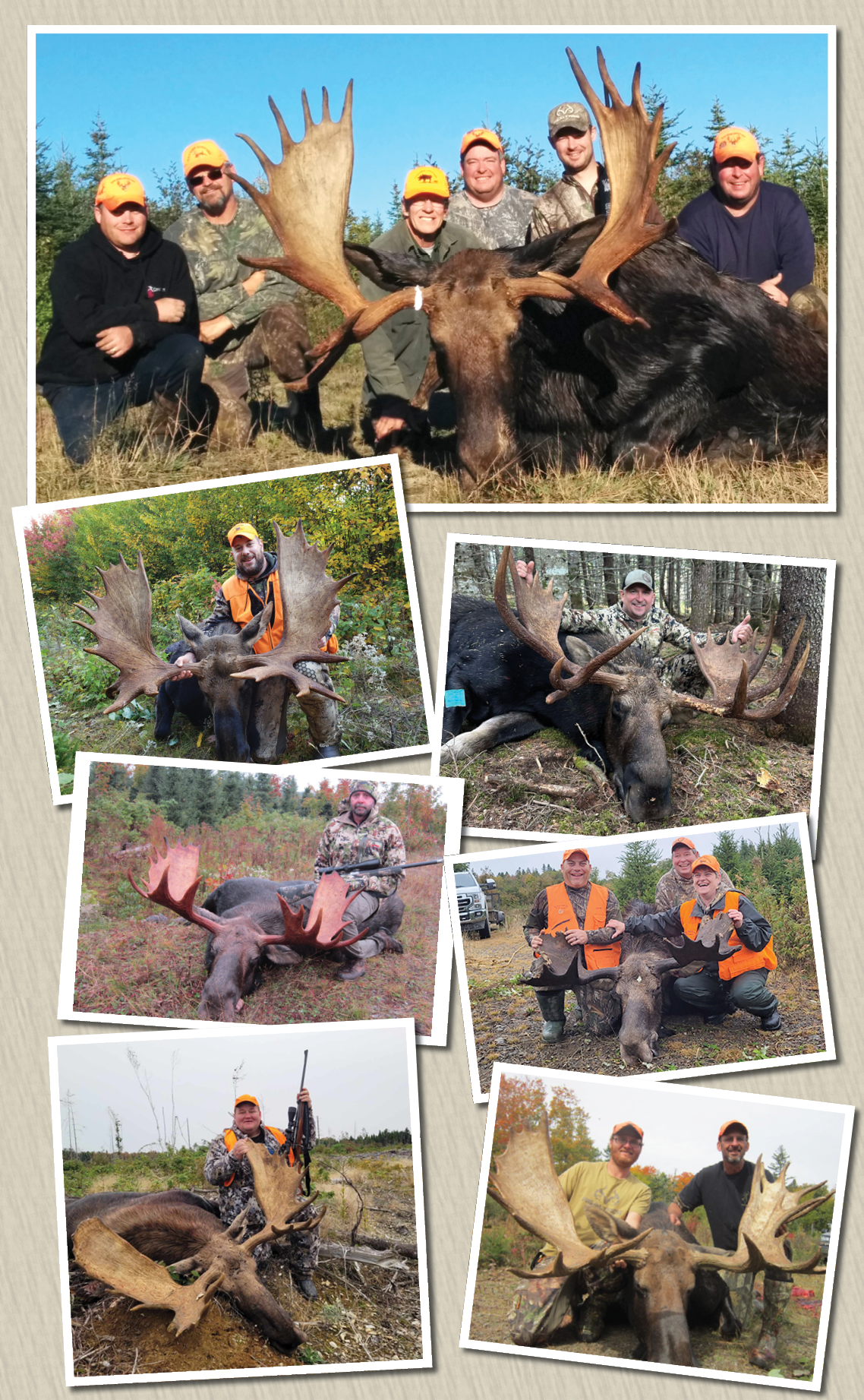 Bull moose tagged at Taxis River Outfitters.