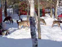 Deer in camp yard