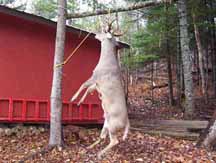 Deer on pole
