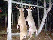 2 Deer on pole