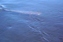 salmon surfacing water