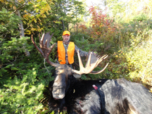 23 pt Bull Moose 54 inch Spread
