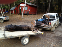 2 trophy moose taken in 2013 season