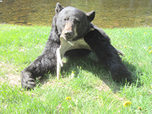  Seans black bear hunt is successful at taxis river outfitters