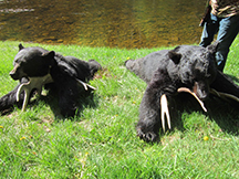 Sean and Larrys black bears guided by taxis river outfitters