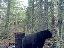 Black Bear Boiestown
