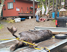 Moose everywhere, skinning in the background and another waiting