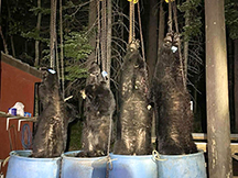 Black Bear Taxis River