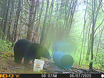 Black Bear Taxis River